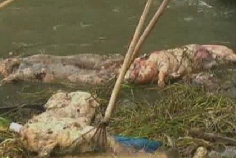 Dead pigs found in Shanghai's Huangpu River  Image/Video Screen Shot