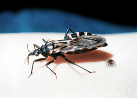 TheTriatoma or “kissing” bug. Image/CDC