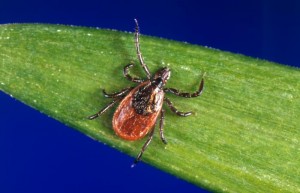 Getting bit by a tick may not be the only risk factor for Lyme disease Image/CDC