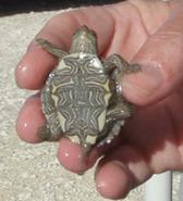 Small turtle Image/CDC