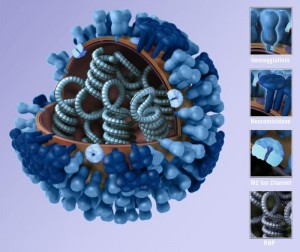 Generic influenza virion Image/CDC