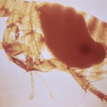 This image depicts a magnified view of an oriental rat flea, Xenopsylla cheopis. Image/CDC