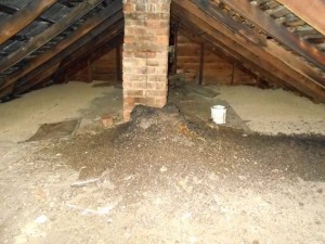 Large amount of guano accumulation in attic Image/Michael Korski, Get Bats Out