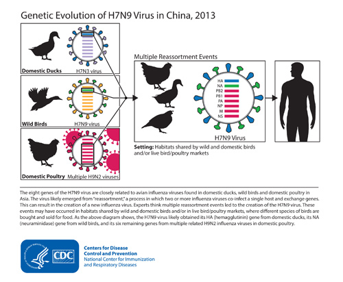This diagram depicts the origins of the H7N9 virus from China and shows how the virus's genes came from other influenza viruses in birds. Image/CDC
