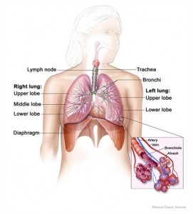 Lung and diaphragm Image/National Cancer Institute