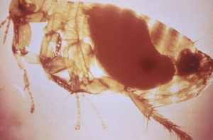 Xenopsylla cheopis Image/CDC