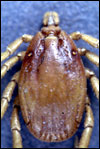 Hyalomma tick  Image/CDC