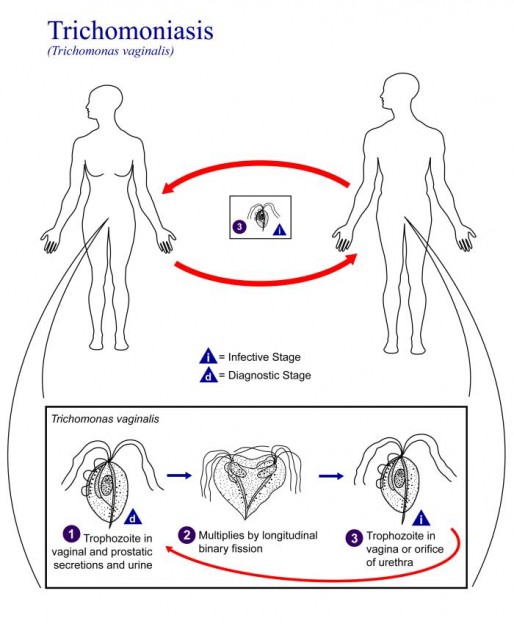 Trichomonas Life Cycle Image/CDC