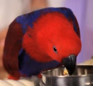 Bird eating Image/Video Screen Shot