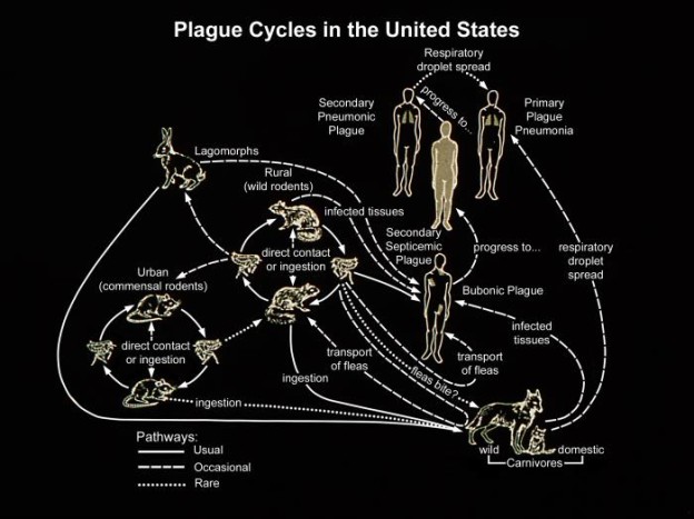 Plague cycles in the US Image/CDC