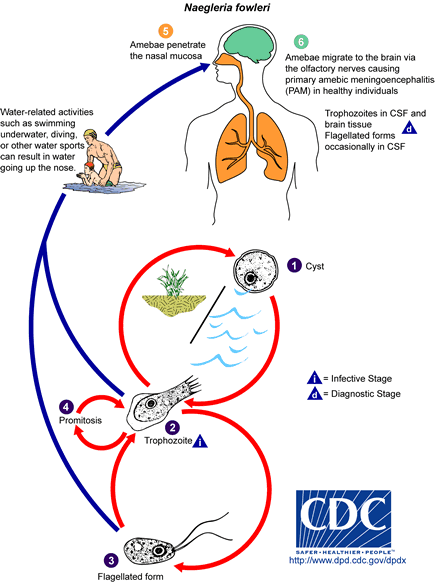 Naegleria fowleri Life Cycle Image/DPDx-CDC