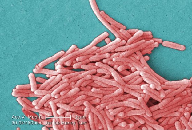 Legionella pneumophila bacteria Image/CDC