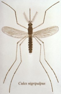 Culex nigripalpus mosquito Image/CDC
