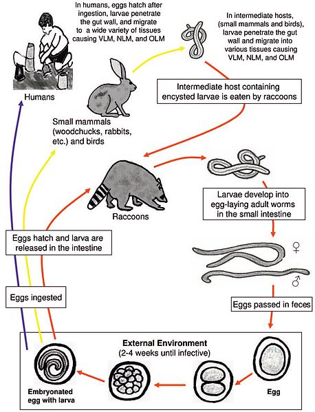 Baylisascaris Procyonis Life Cycle Image/CDC