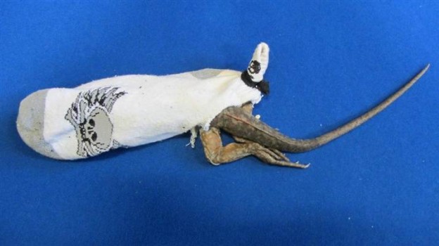 Iguana smuggled inside tube sock women arrested customs