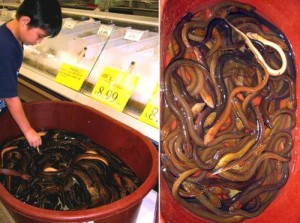 Asian swamp eels Image/USGS