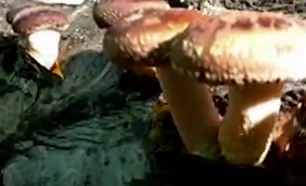 Shiitake mushrooms Image/Video Screen Shot