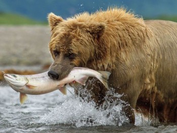 The salmon don't make out very well in Disneynature's "Bears"  photo/Disneynature