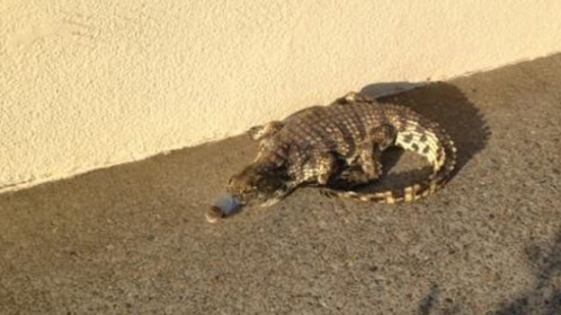 Screenshot of NBC coverage: abandoned crocodile at a California mall