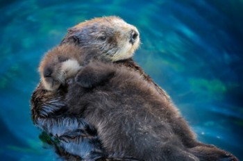 Sea Otters Image/University of Florida