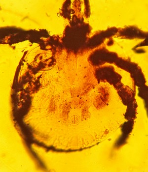 Rickettsia Cretaceous tick  This tick, preserved in amber about 100 million years old, offers the first-ever fossil record of Rickettsia-like cells, a type of bacteria that still causes various types of spotted fever. (Photo by George Poinar, Jr., courtesy of Oregon State University)
