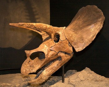 Dr Mark Armitage says he was fired for determining a triceratops like this one was in Montana 4,000 years ago photo/Houston Museum of Natural Science via wikimedia commons