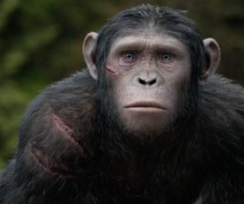 Nick Thurston as Blue Eyes Dawn of the Planet of the Apes photo