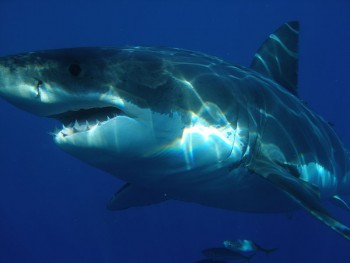 Great White Shark off Isla Guadalupe, Mexico  photo/ Sharkdiver.com