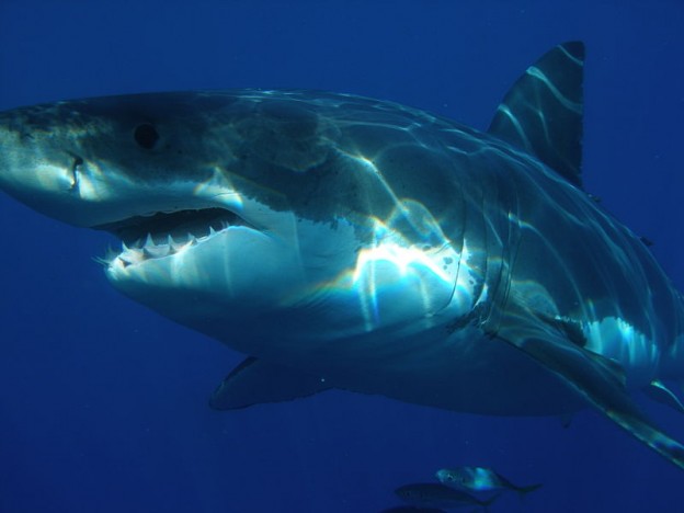 Great White Shark off Isla Guadalupe, Mexico  photo/ Sharkdiver.com