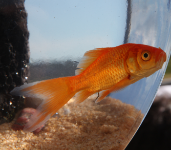 Goldie stars in the Fish Bowl II