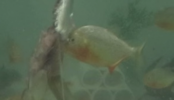 Piranha attack/Video Screen Shot