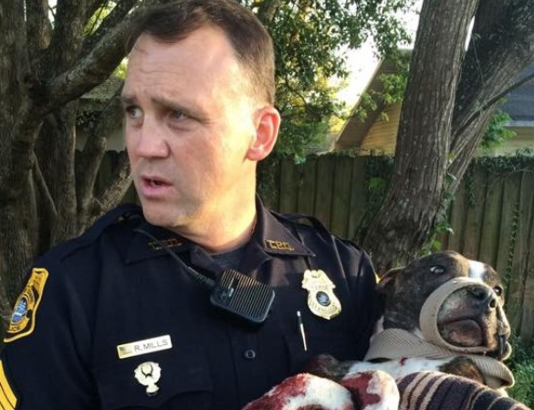 Tampa police find pit bull mix shot and barely alive  photo/ Tampa Police Department supplied