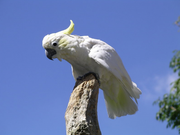 photo of Lesser Sulphur-crested Cockatoo by Snowmanradio via wikimedia