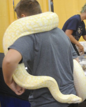 Take a pic with this massive burmese python at Repticon Tampa  photo/Brandon Jones