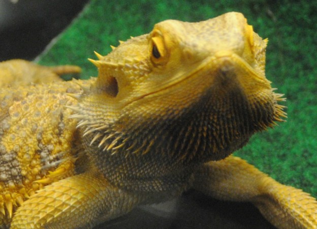 bearded dragon up close Repticon 2015