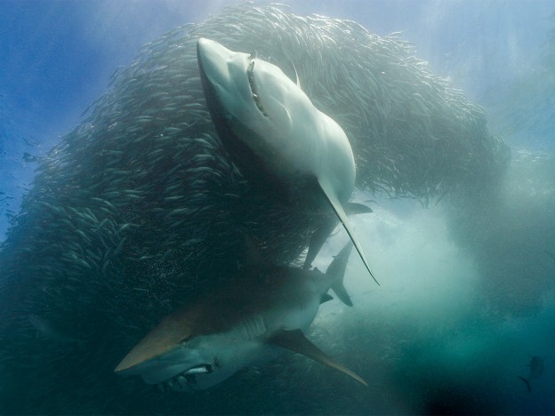 SOUTH AFRICA:  Underwater scene of two Great White sharks with sardines in their mouths circling a sardine bait ball.(Photo credit: © Aquavision TV Productions)