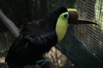 Toucan Grecia without a beak. photo courtesy of Discovery Channel