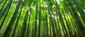 bamboo tree forest